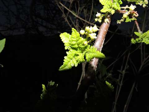 Image of Bursera bipinnata (Moc. & Sesse ex DC.) Engl.