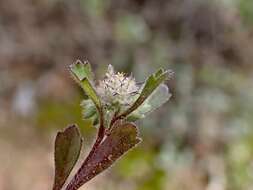 Image of Calotis hispidula (F. Müll.) F. Müll.