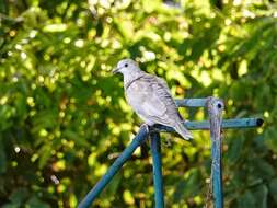 Image of African Collared Dove