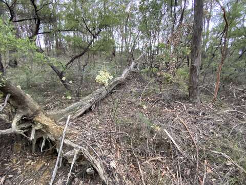 Imagem de Acacia linifolia (Vent.) Willd.