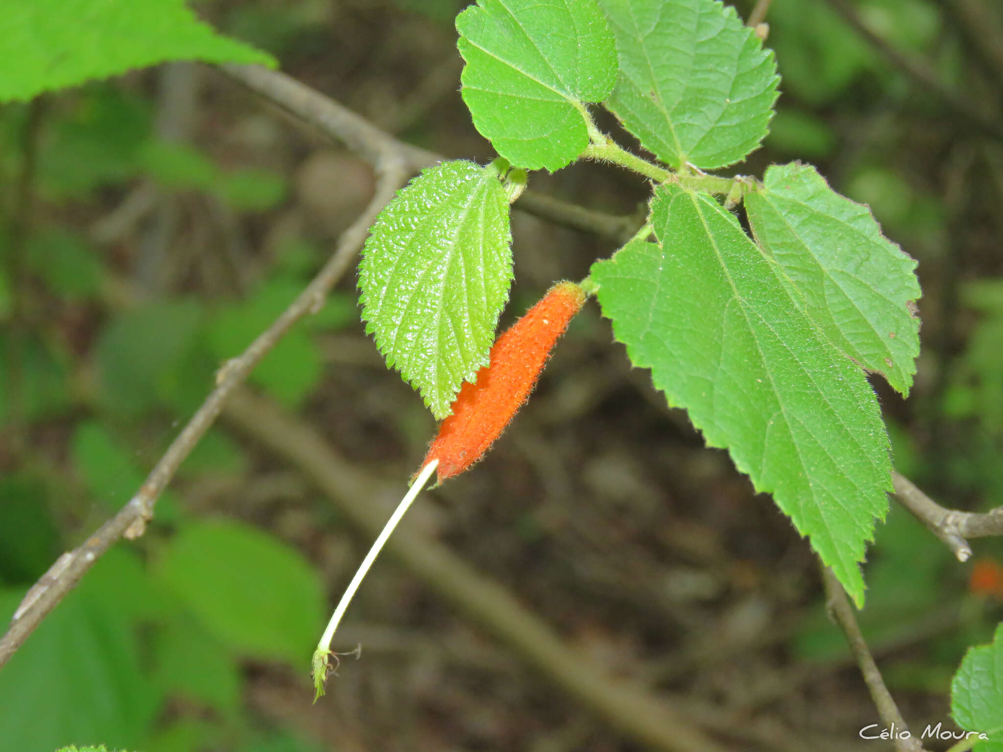 Image of Helicteres heptandra L. B. Smith