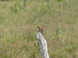 Image of Pale Baywing