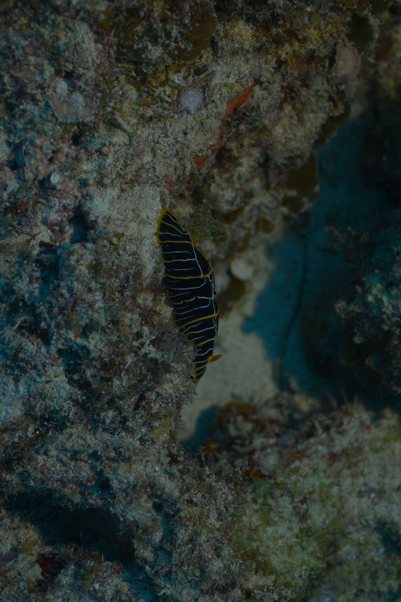 Image of Orange ridge black slug