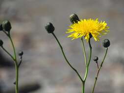 Plancia ëd Sonchus arvensis subsp. humilis (N. I. Orlova) N. N. Tzvel.