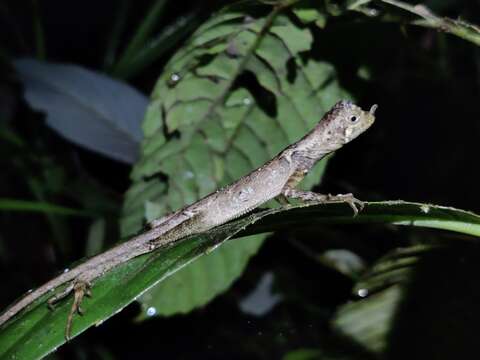 Image of Ornate Earless Agama