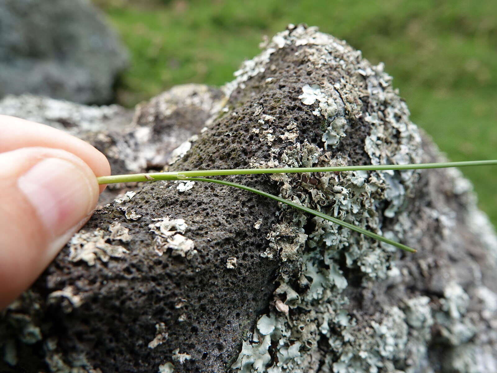 Image of Juncus imbricatus Laharpe