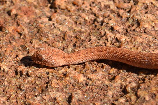 Image of Desert death adder