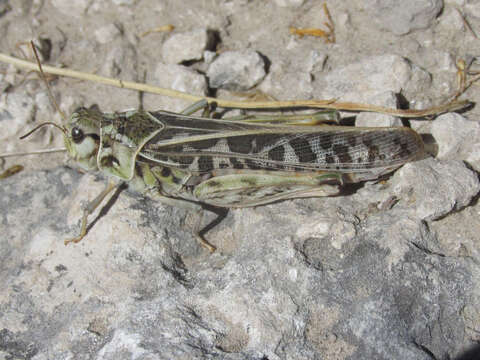 Слика од Pardalophora haldemanii (Scudder & S. H. 1872)