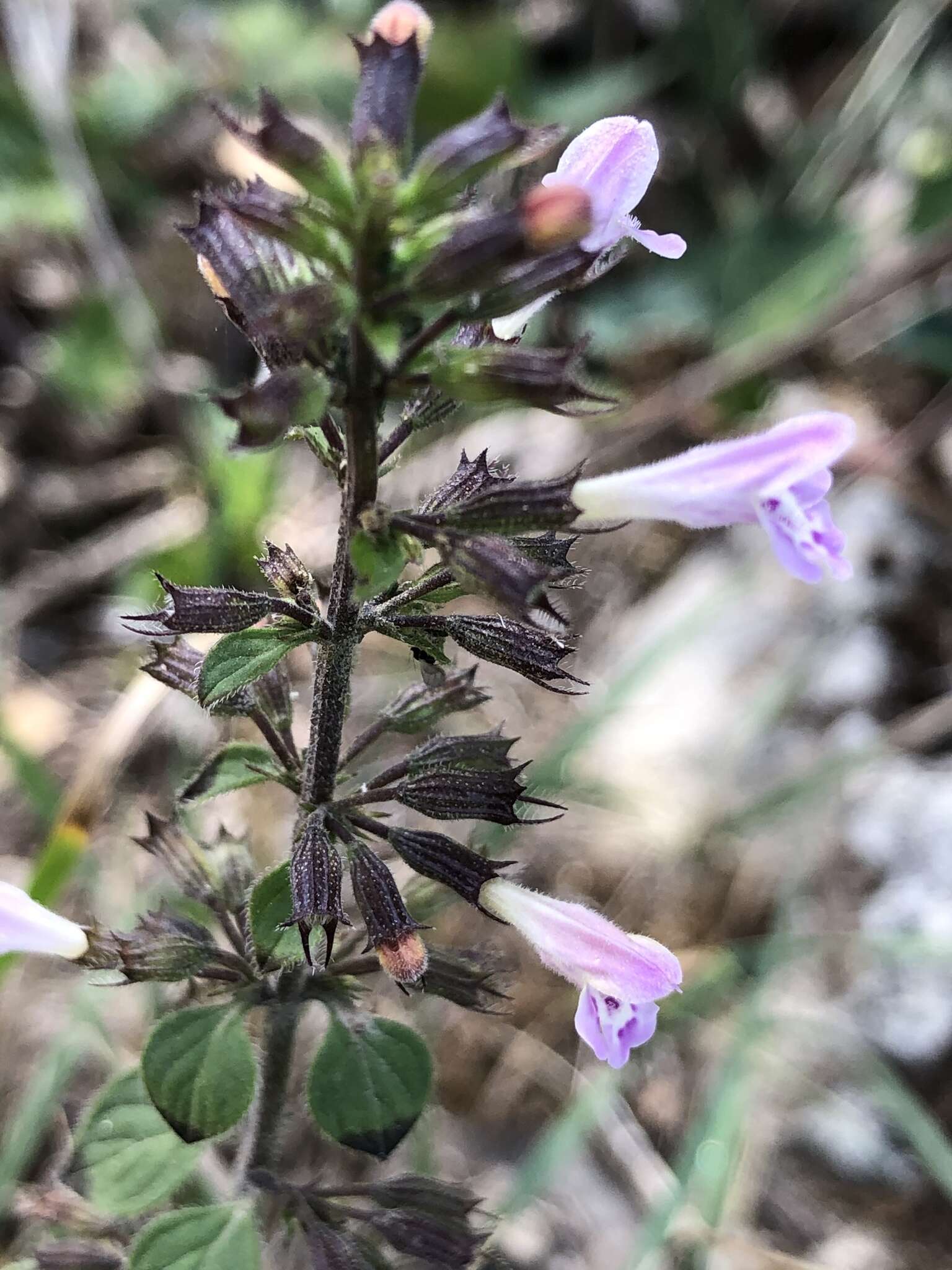 Image of ascending wild basil