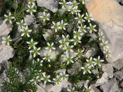 Plancia ëd Moehringia ciliata (Scop.) Dalla Torre