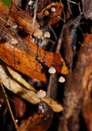 Image of Marasmius crinis-equi F. Muell. ex Kalchbr. 1880