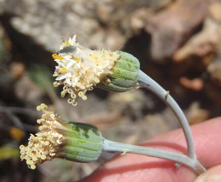 Image de Curio talinoides var. aizoides (DC.) P. V. Heath