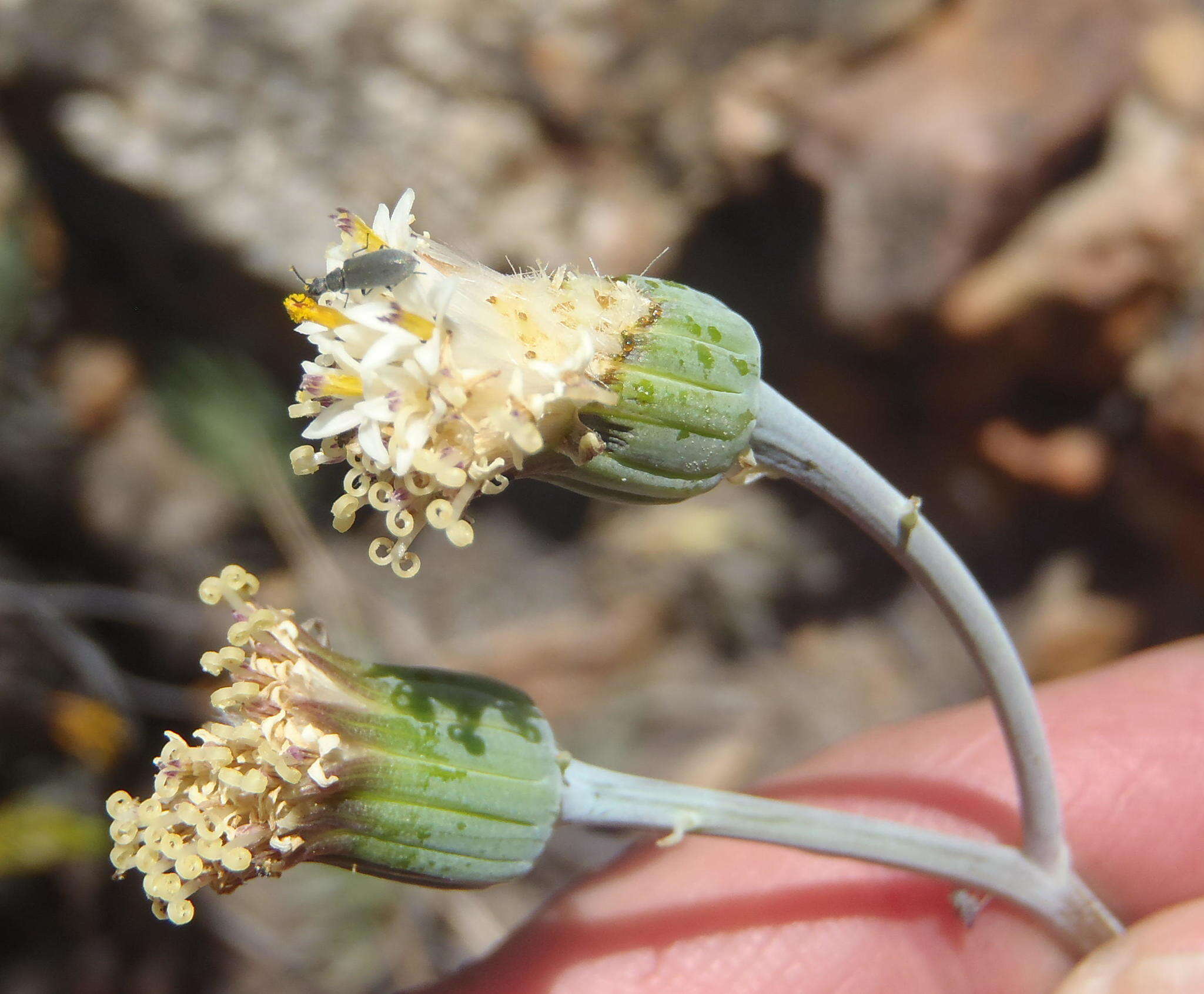 Plancia ëd Curio talinoides var. aizoides (DC.) P. V. Heath