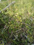 Drosera gunniana的圖片