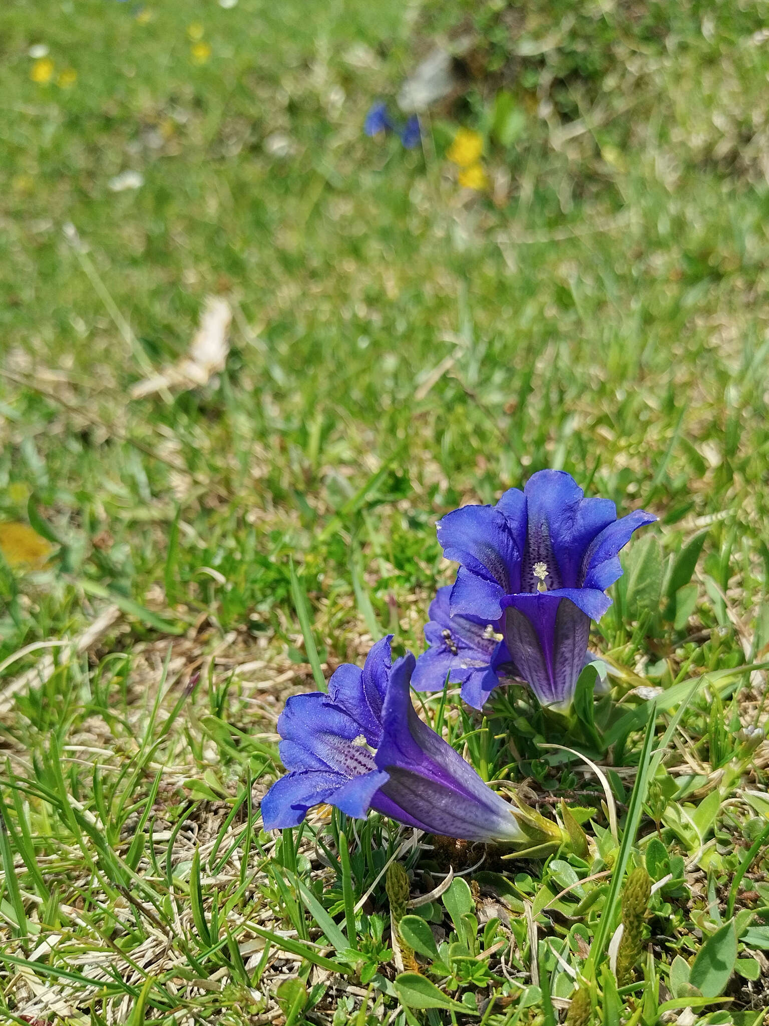 Image of Gentiana clusii subsp. clusii