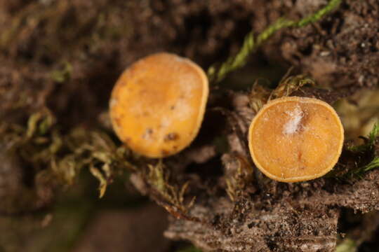 Imagem de Hymenoscyphus monticola (Berk.) Baral 2005