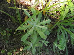 Image of Jersey cudweed