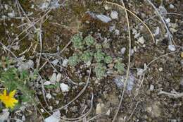 Image of Sedum gypsicola Boiss. & Reuter