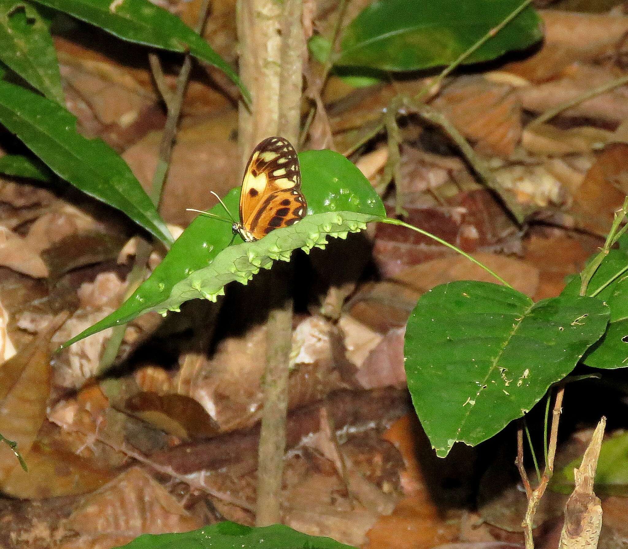 Image of Callithomia alexirrhoe Bates 1862