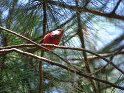 Image of Pink-headed Warbler