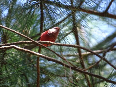 Image of Pink-headed Warbler