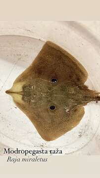 Image of Brown ray