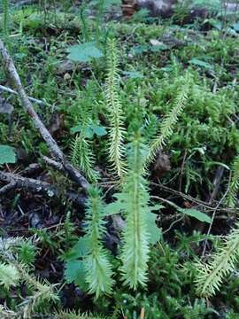 Image of western clubmoss