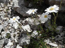 Слика од Achillea oxyloba (DC.) Sch. Bip.