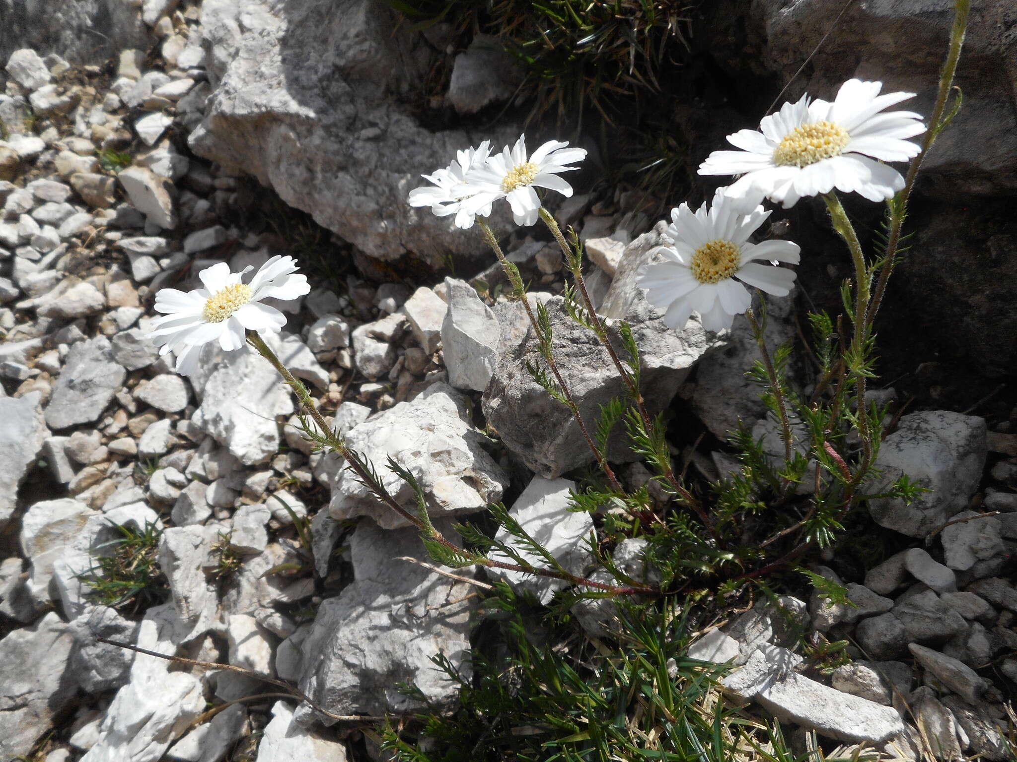 Слика од Achillea oxyloba (DC.) Sch. Bip.