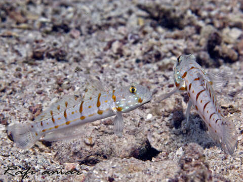 Image of Maiden goby