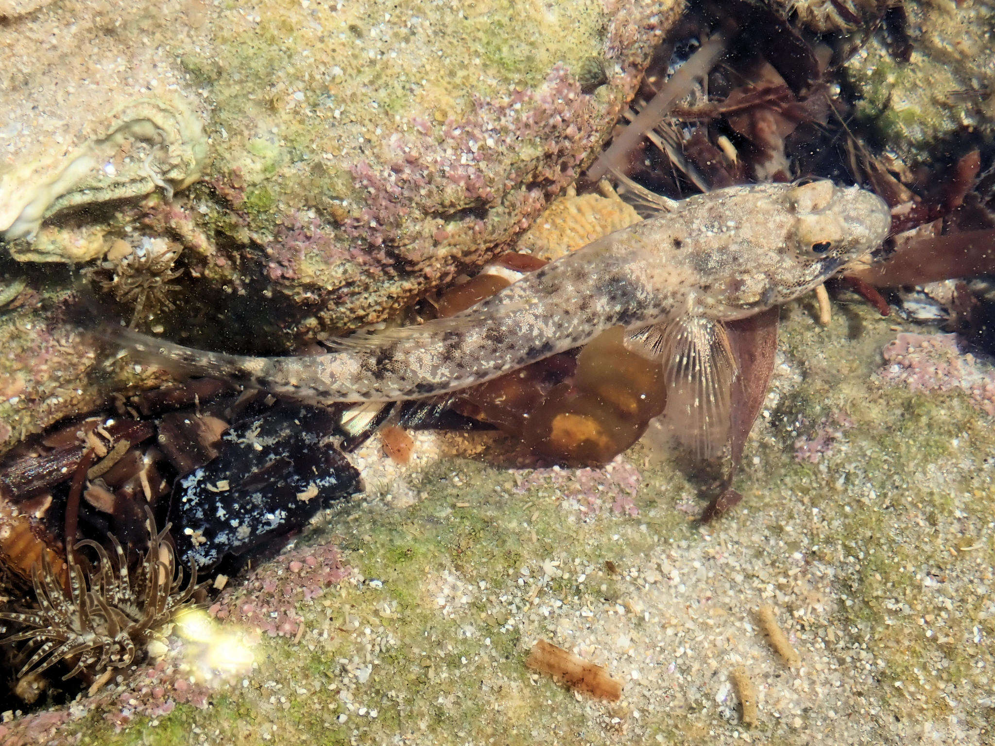 Image of Long finned goby