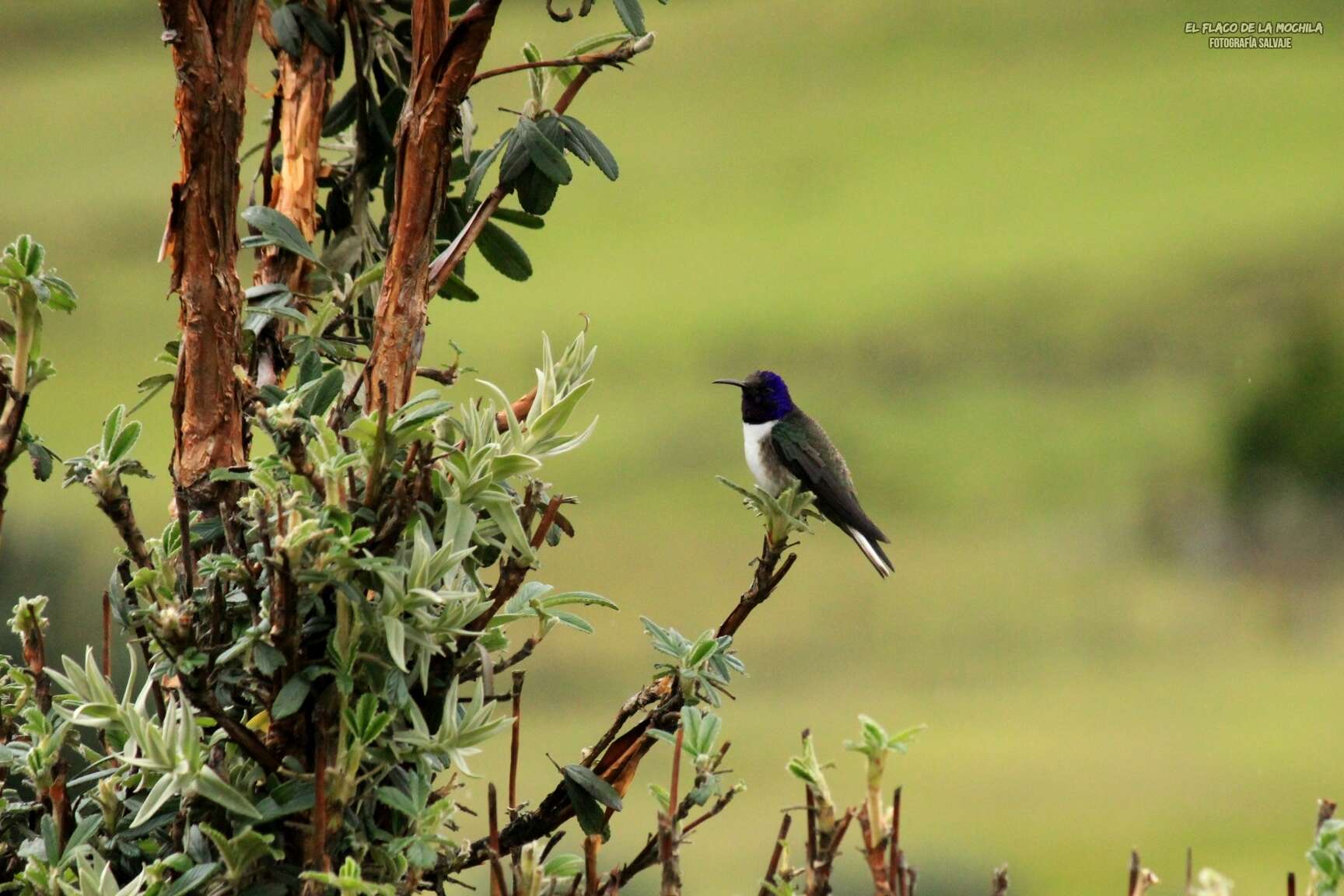 صورة Oreotrochilus chimborazo (Delattre & Bourcier 1846)