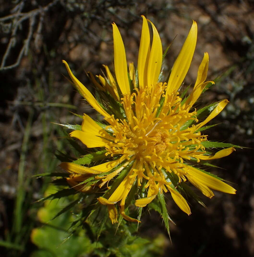 Image of Berkheya carlinoides (Vahl) Willd.