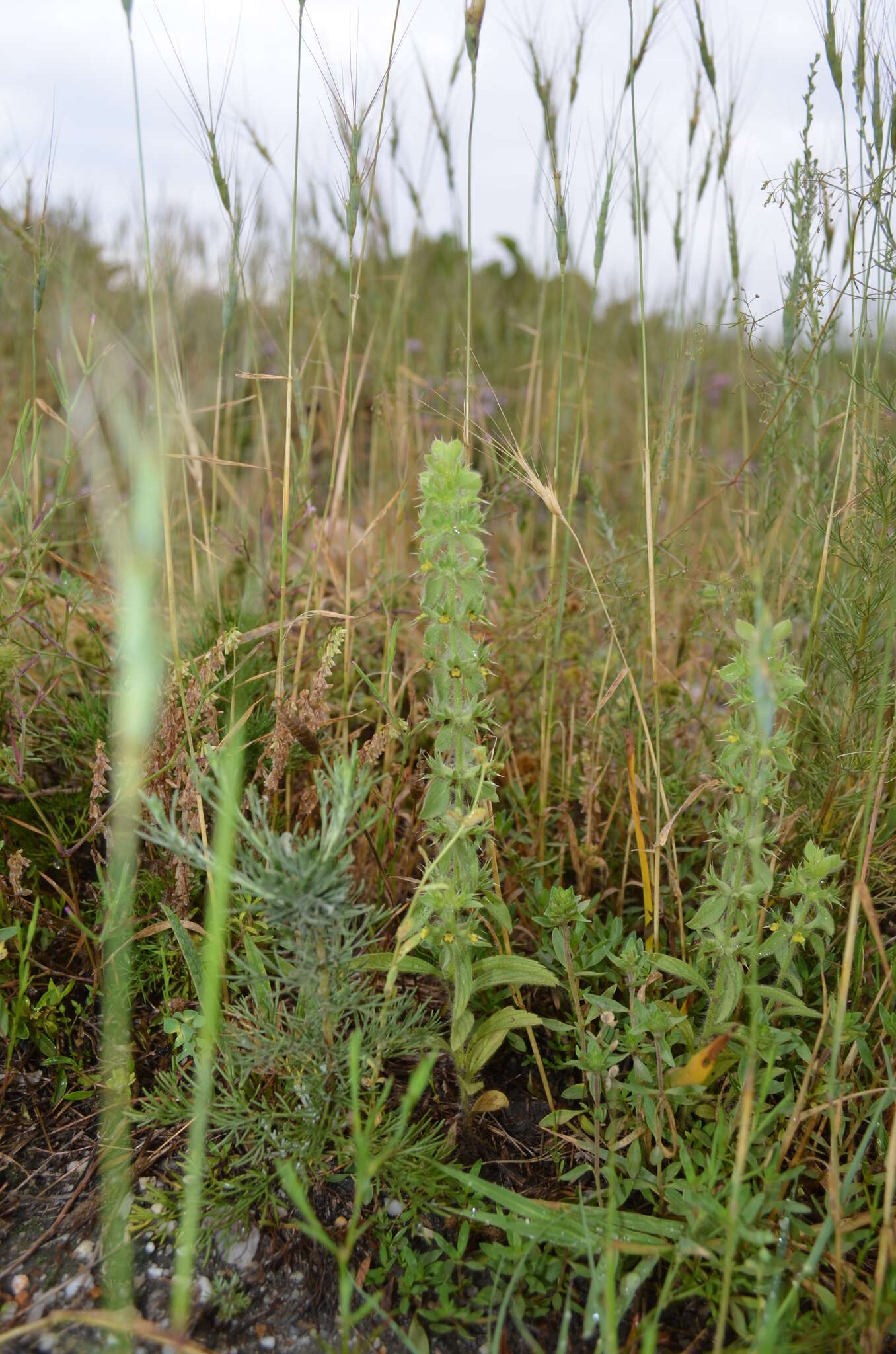 Image of mountain ironwort