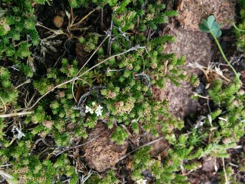 Image of Asperula minima Hook. fil.