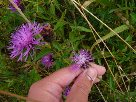 Image de Centaurea debeauxii subsp. grandiflora (Gaudin ex Schübl. & G. Martens) Devesa & Arnelas