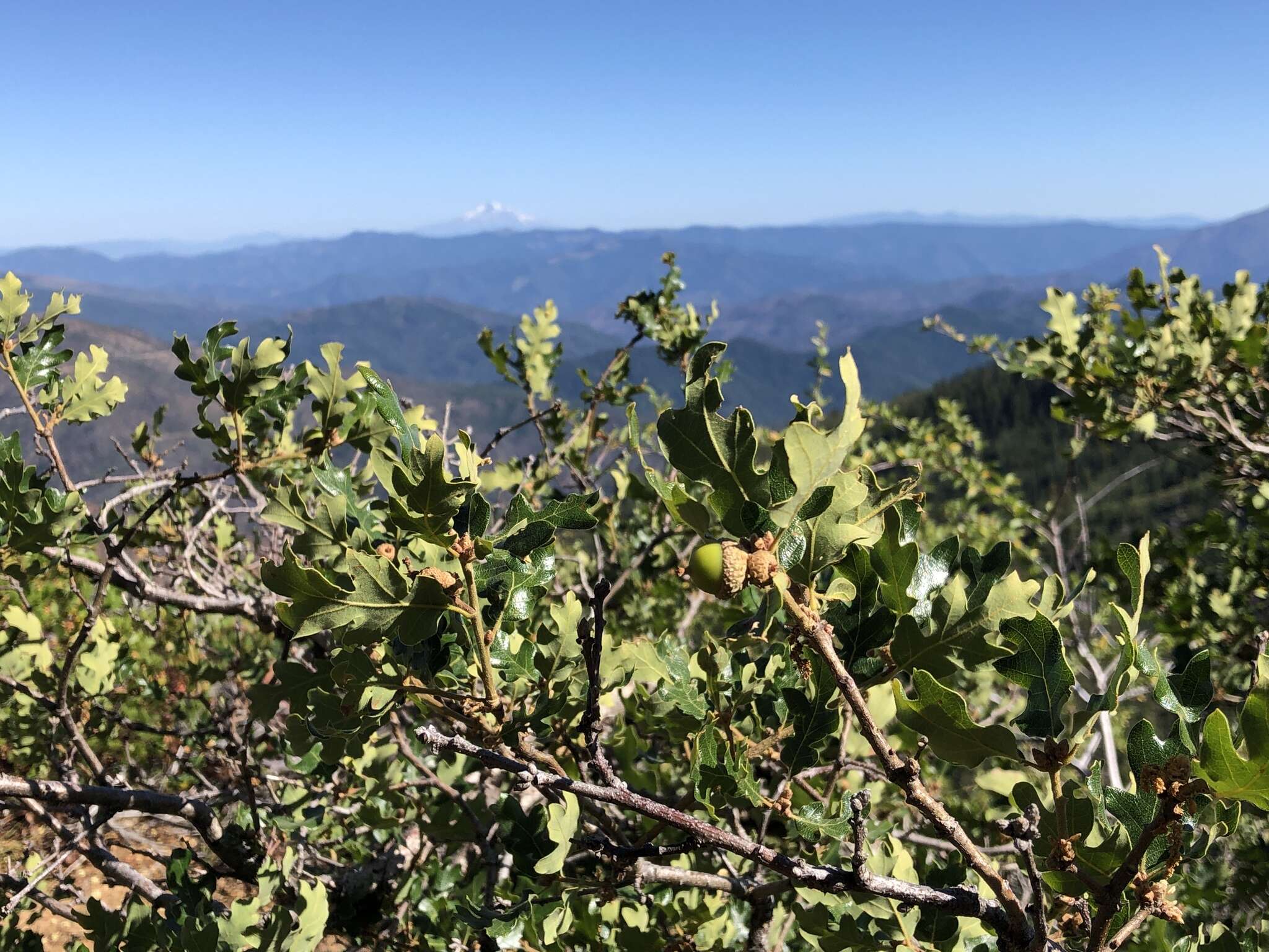 Image of Oregon white oak