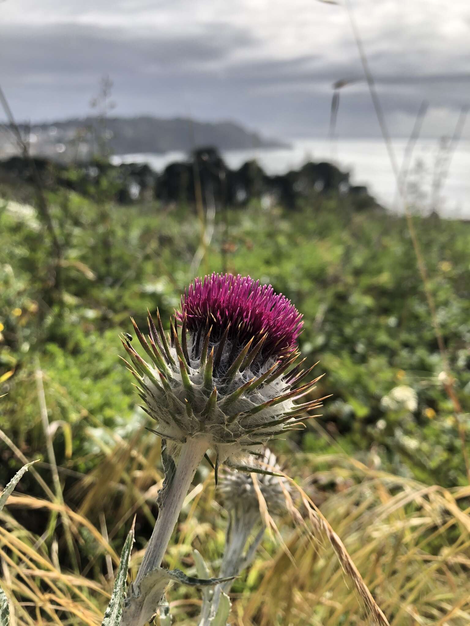 Imagem de Cirsium occidentale var. occidentale