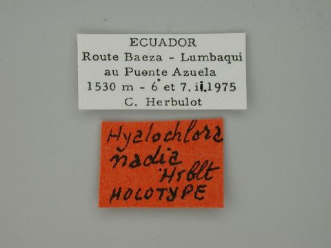 Image of <i>Hyalochlora nadia</i> Herbulot 1976