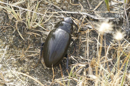 Image of Hydrophilus (Hydrophilus) pistaceus Laporte de Castelnau 1840