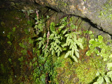 Sivun Cryptogramma stelleri (Gmel.) Prantl kuva