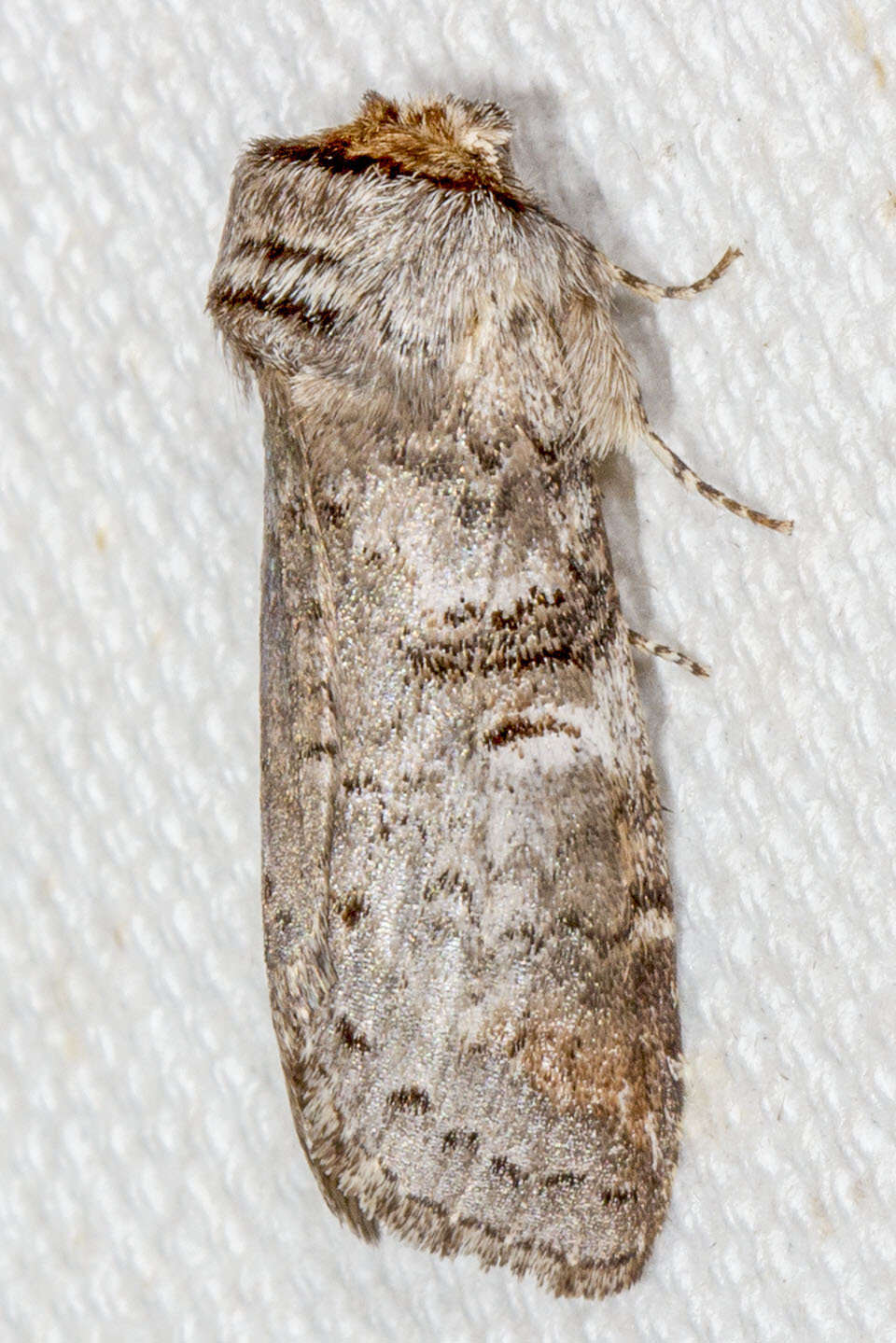 Image of Linden Prominent