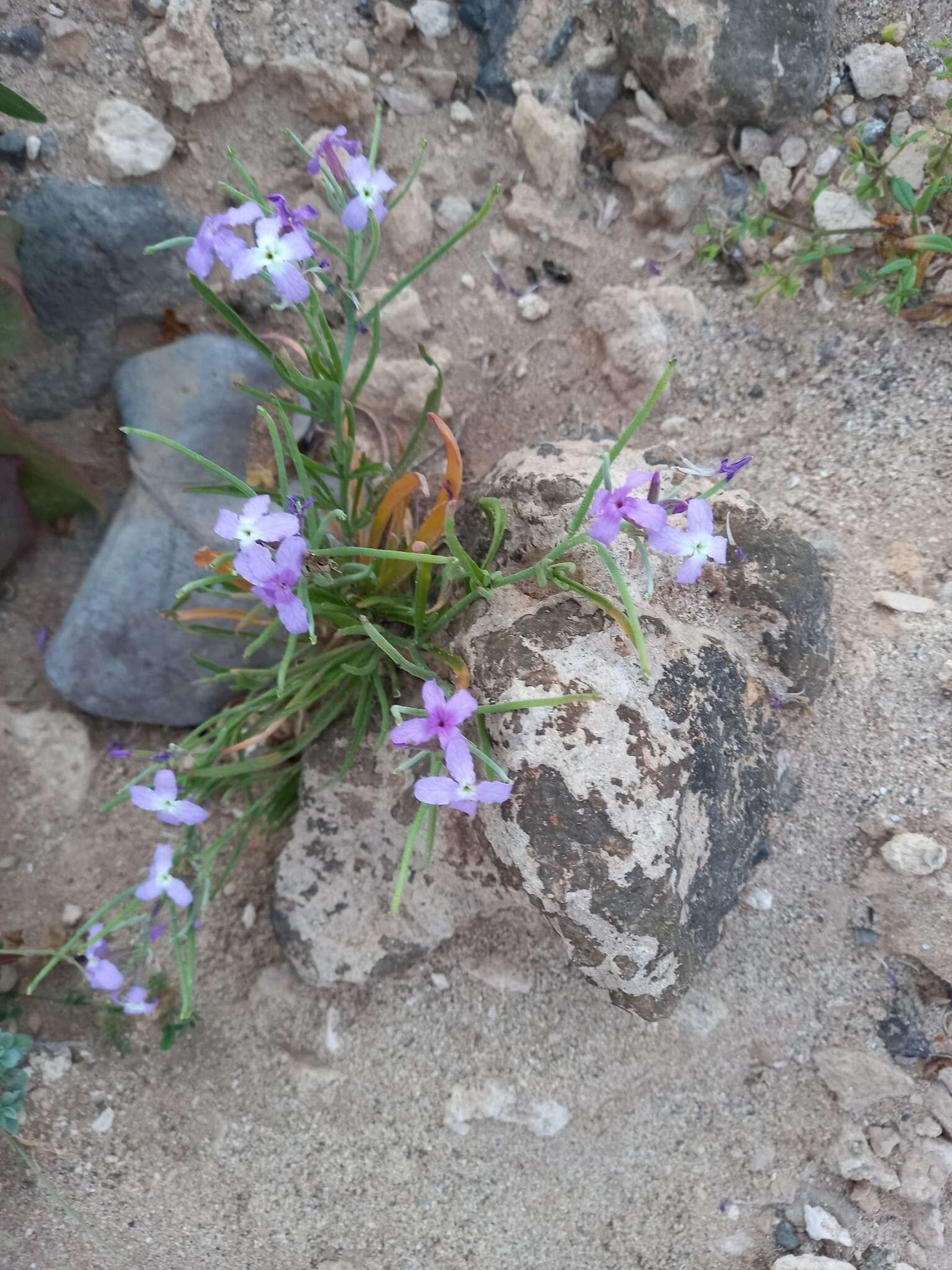 Matthiola fruticulosa (L.) Maire resmi