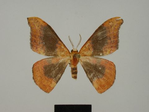 Image of <i>Hypocoela camillae</i> Herbulot 1996