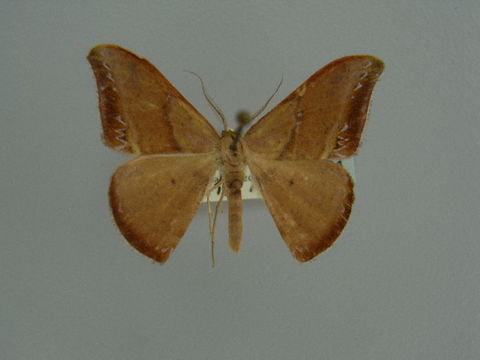 Image of <i>Hypocoela lurida</i> Herbulot 1956