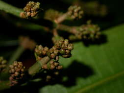 Image of Miconia commutata Almeda