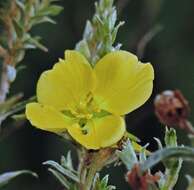 صورة Ludwigia sericea (Cambess.) Hara