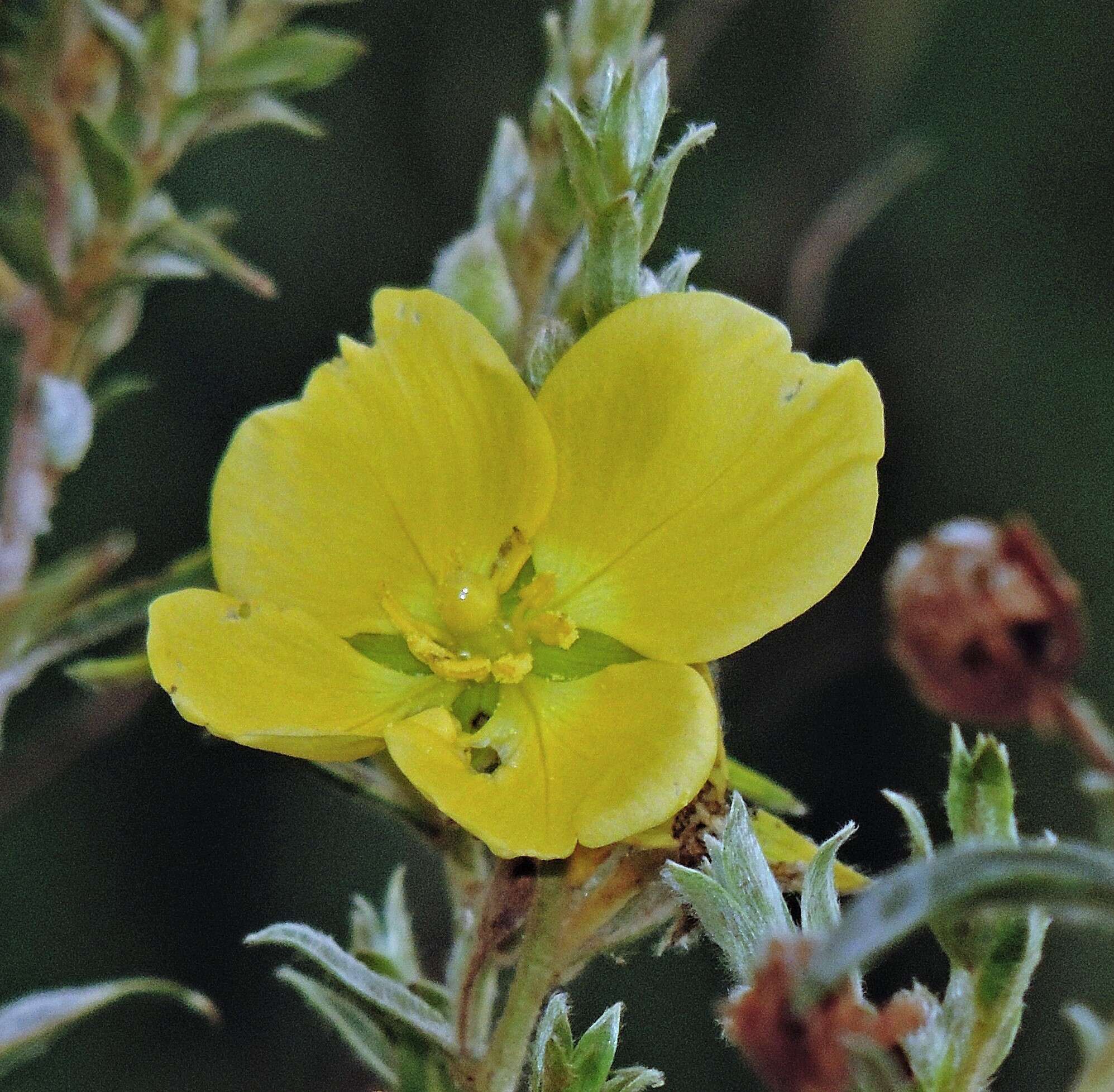 صورة Ludwigia sericea (Cambess.) Hara