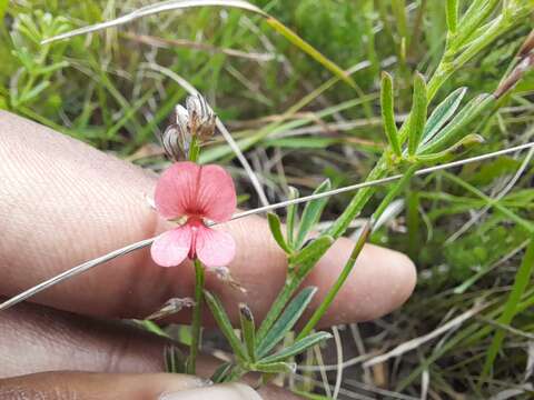 Imagem de Indigofera disticha Eckl. & Zeyh.