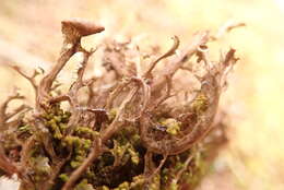 Image of cetraria lichen